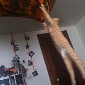 Meet your Posher, Dom